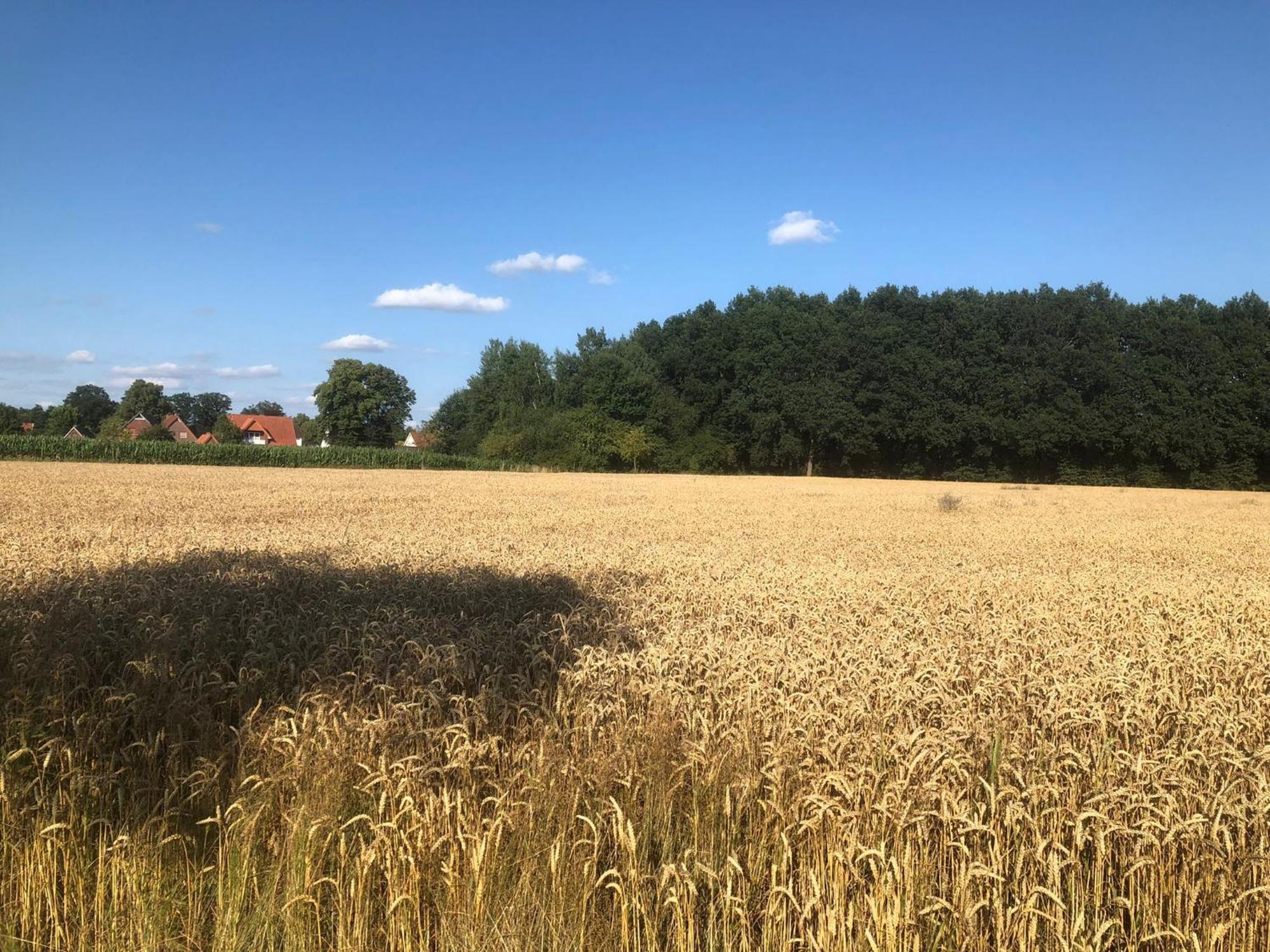 Ferienwohnung Auszeit Im Gruenen Hopsten Exterior foto